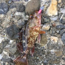 朝まづめメバリング