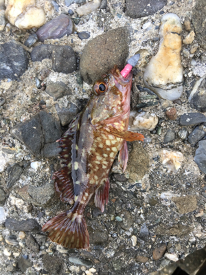 朝まづめメバリング