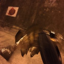 アジングのつもりが…