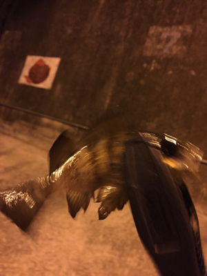 アジングのつもりが…