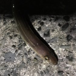 タチウオ厳しい