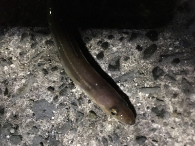 タチウオ厳しい