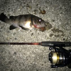 極寒メバル調査