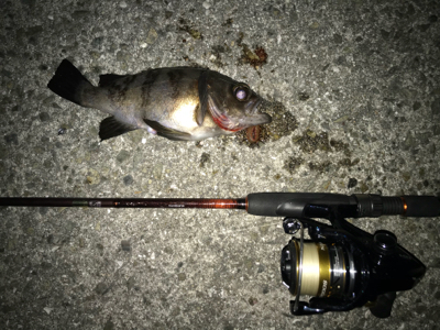 極寒メバル調査