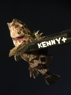 やっと風がおさまりました。