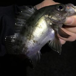 明石でメバリング