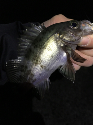 明石でメバリング