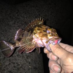 久しぶりのちょこっとアジング