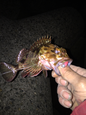 久しぶりのちょこっとアジング