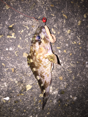 メバリングでしたが…