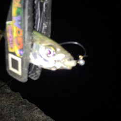 癒しのアジング