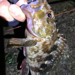 カサゴつ抜け！