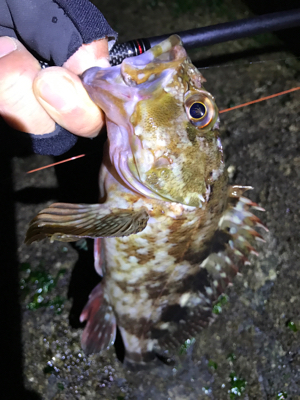 カサゴつ抜け！