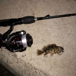 豆アジとチビガッシーと時々タケノコ