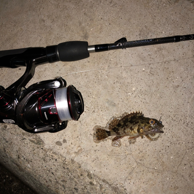 豆アジとチビガッシーと時々タケノコ