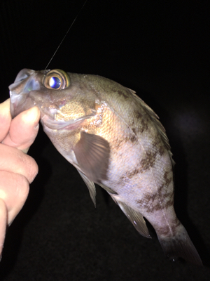 メバリング好調！