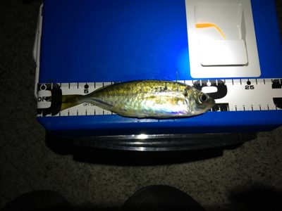 久々遠征ライトゲームアンド青物