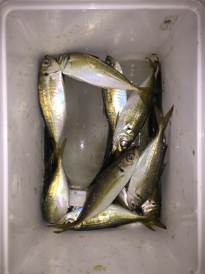 アジング絶好調！