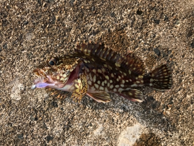 アーミーベイト  メバダートの鉛針。