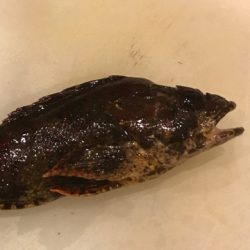 タケノコメバル