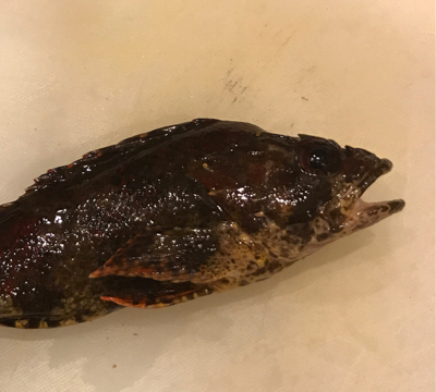 タケノコメバル