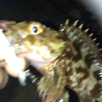 久しぶりの垂水漁港！！メバリング・ガシリング