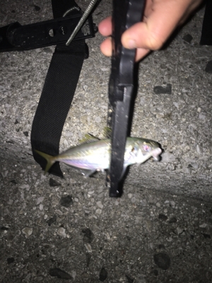 久しぶりに後輩くんと