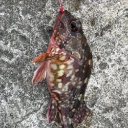 エソ のち ガシラ