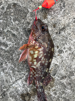 エソ のち ガシラ