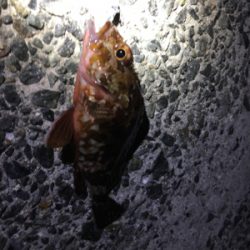 この冬初のメバル