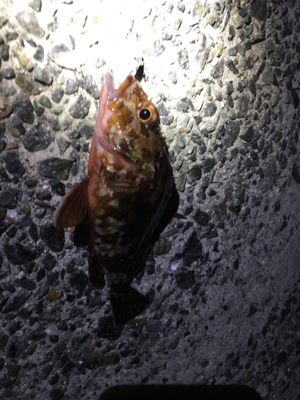 この冬初のメバル