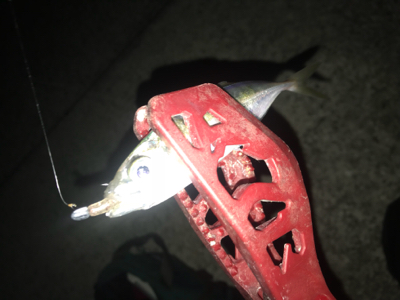 またまたアジング