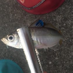 大阪奥湾サビキ 鶴浜緑地で中サバ