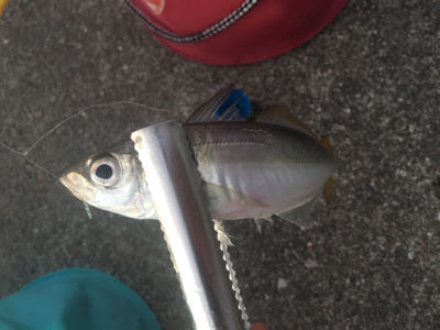 大阪奥湾サビキ 鶴浜緑地で中サバ