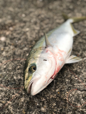 ハマちゃん。かな？