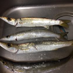 初カマスのナイトゲーム