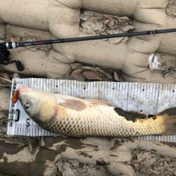 コイのルアー釣り