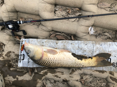 コイのルアー釣り