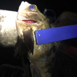 メバル狙いの予定で