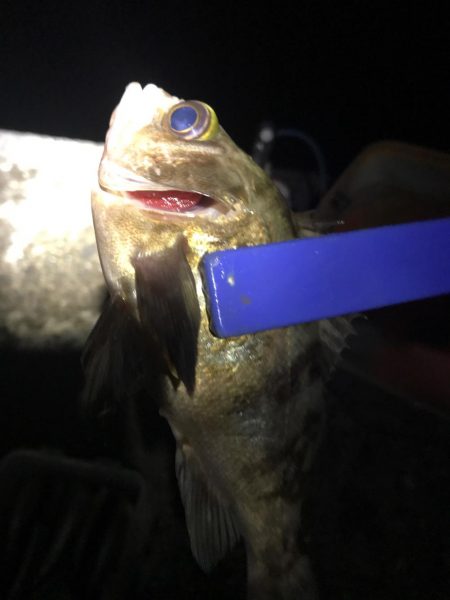 メバル狙いの予定で