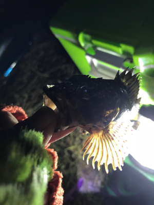 旦那の新しい竿振りに