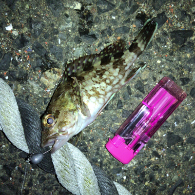 ガシラオンシーズン