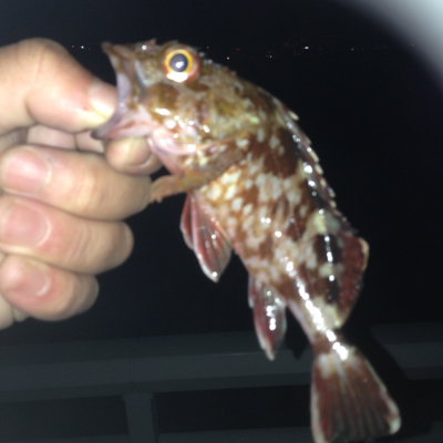 大蔵海岸でガシリング！！