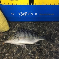 浮き釣りでメバル