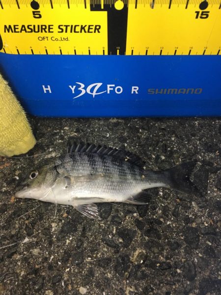 浮き釣りでメバル