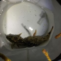 アタリはあるけど