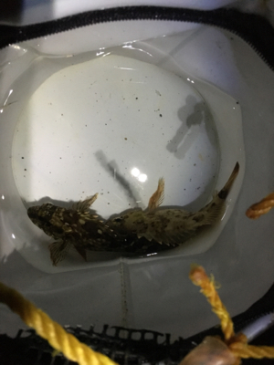 アタリはあるけど