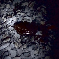 大里松原海岸 モンゴウイカ 750g