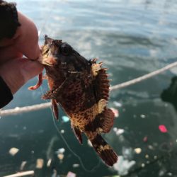 デイガシリングは