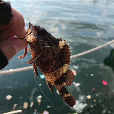 デイガシリングは